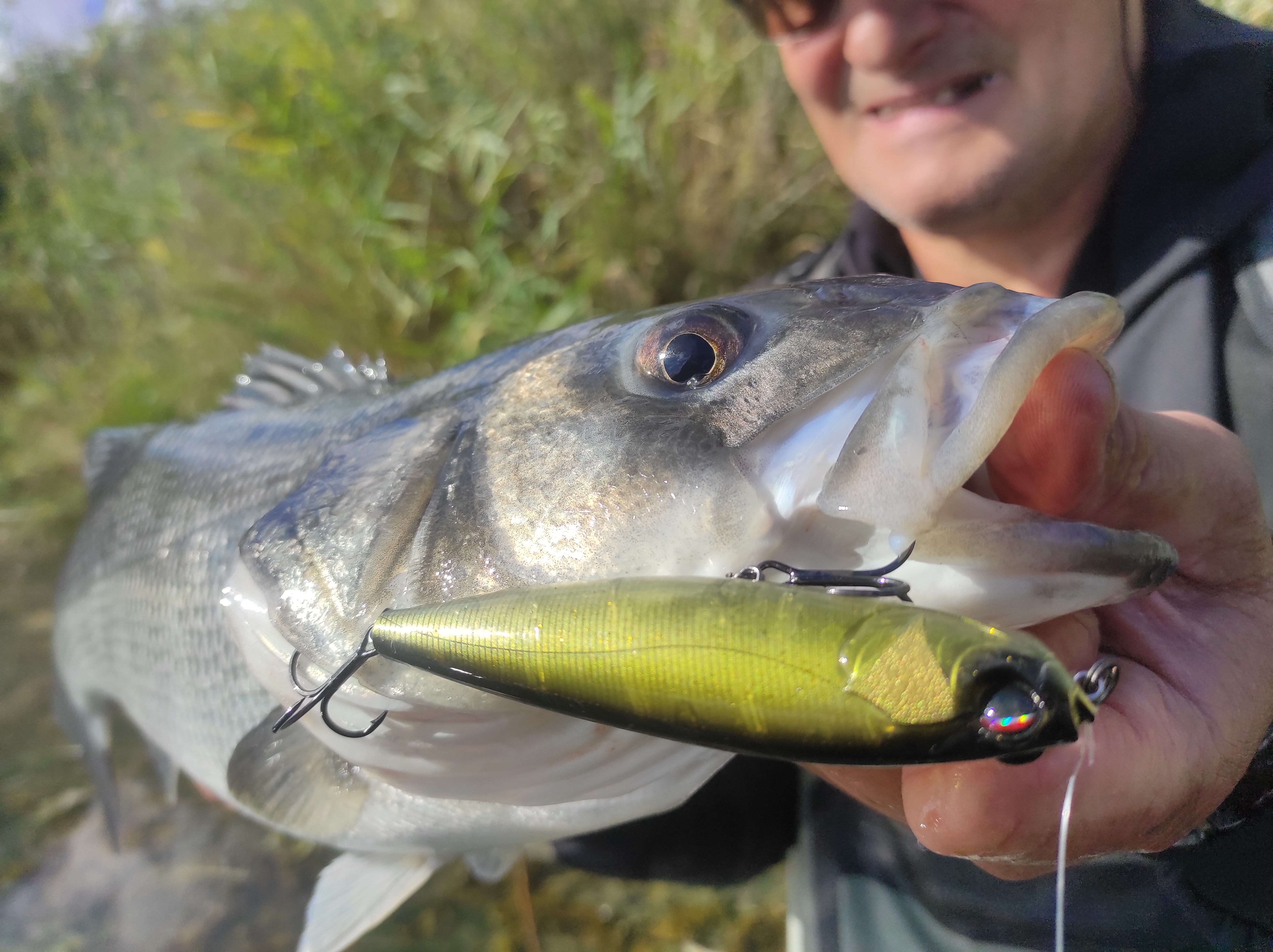 best fishing lure hard bait soft swimbait pike musky perch trout zander
